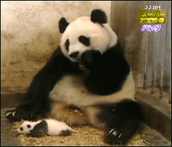 PandaSneezeScare.gif