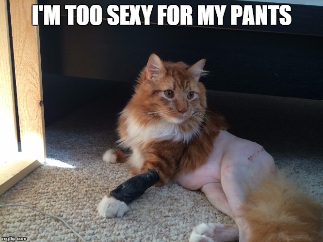 I-Am-Too-Sexy-For-My-Pants-Funny-Meme-Image.jpg