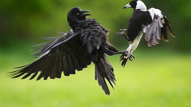 774458-turf-war-between-a-magpie-and-a-crow.jpg
