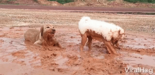 digging-dog-mud.gif