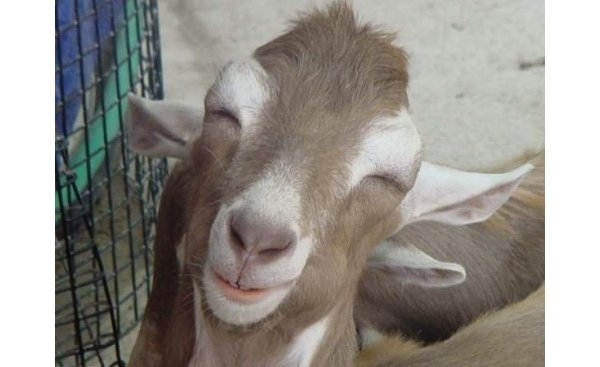 155141872cbaa9840b07936153520f4e-these-goats-are-stoned-as-sht.jpg