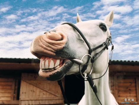 1210255252_470x353_laughing-horse.jpg