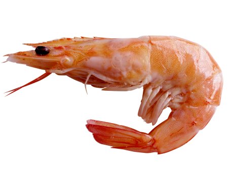 Prawn-1.jpg