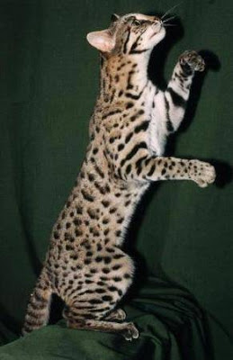 bengal-cat-standing.jpg