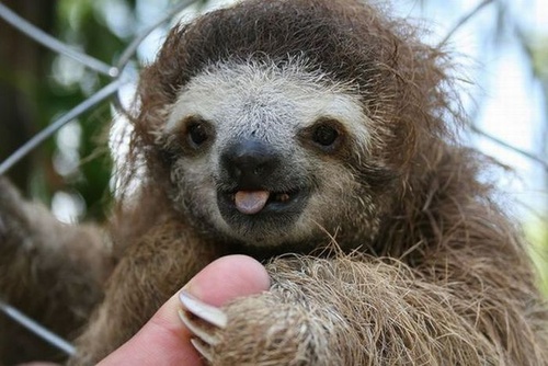 pethappy-sloth.jpg