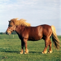 shetland_pony_stallion~AP-0CMM78-TH.jpg