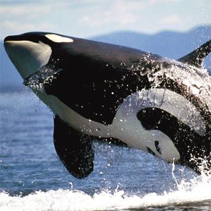 04-orca-whale.jpg