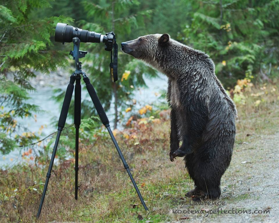 bear-photo-by-jim-lawrence-.jpg