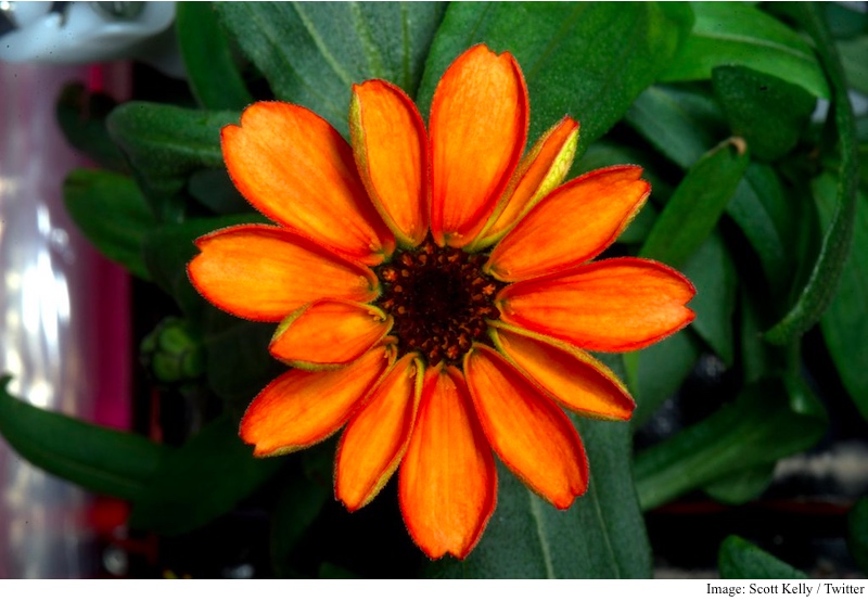 first_flower_in_space_scott_kelly.jpg