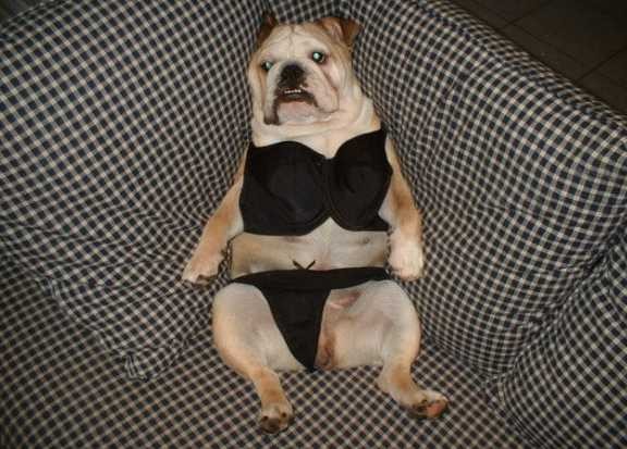 sexy-dogs-who-probably-get-laid-more-than-you-18.jpg
