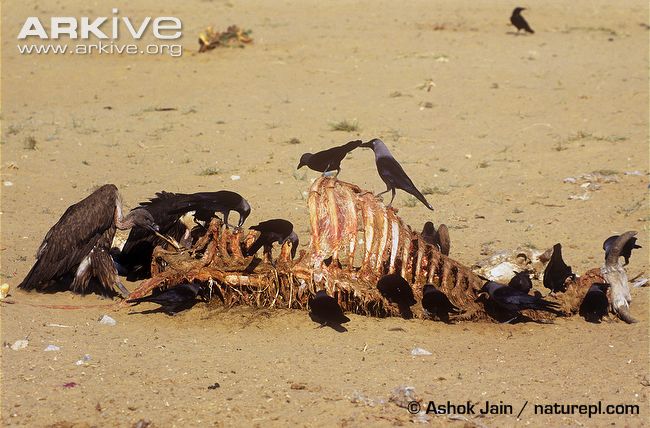 House-crows-and-Indian-white-backed-vulture-feed-on-cattle-carcass.jpg