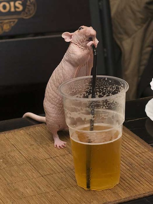 drunk-rat.jpg