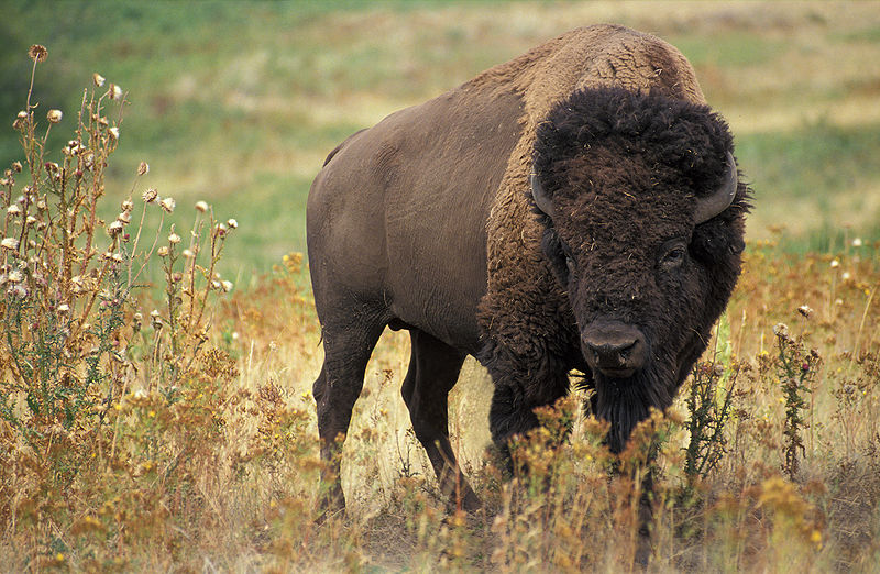 800px-american_bison_k5680-1.jpg