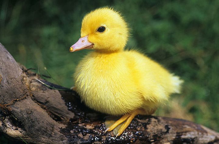 fluffy-yellow-duckling-alamy.jpg