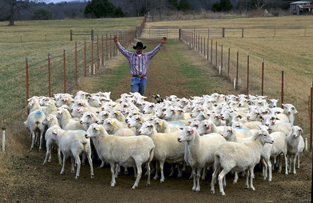 Sheep_herding.jpg