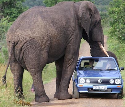 elephant-car-404a_670724c.jpg