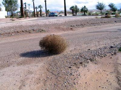 tumbleweeds01.jpg