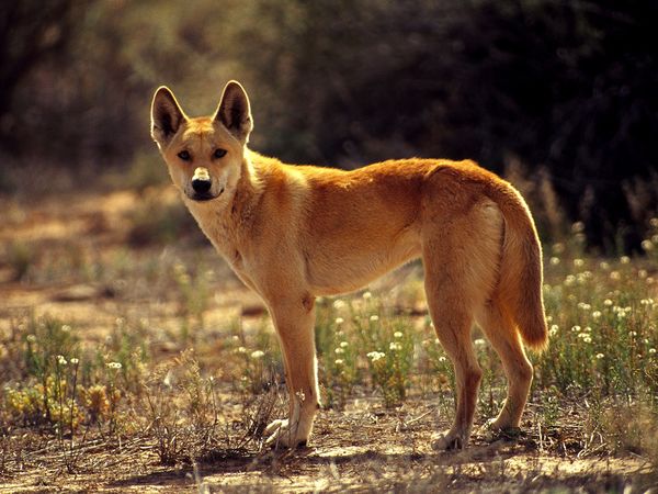 dingo_514_600x450.jpg