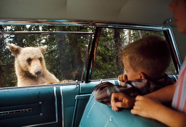 yellowstone-bear-inside-car_18333_600x450.jpg