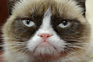 grumpy-cat-th.jpg
