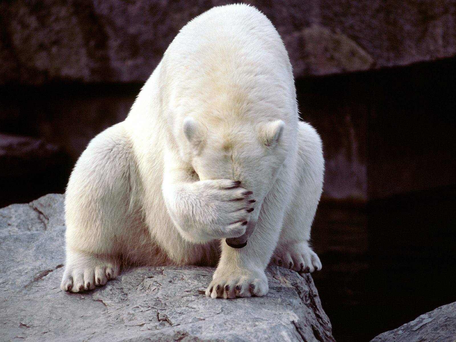 POlar_facepalm.jpg