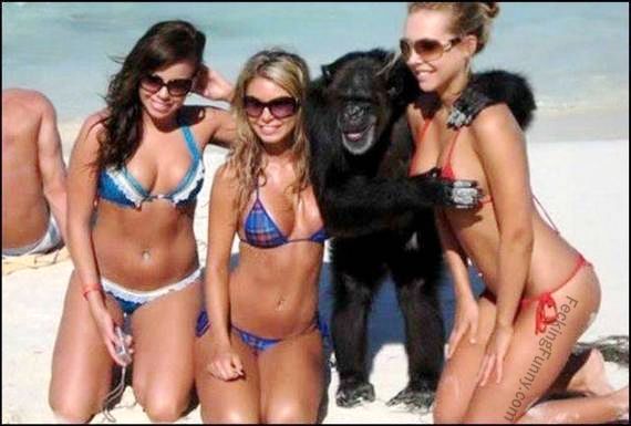 funny-gorilla-enjoying-the-breast.jpg