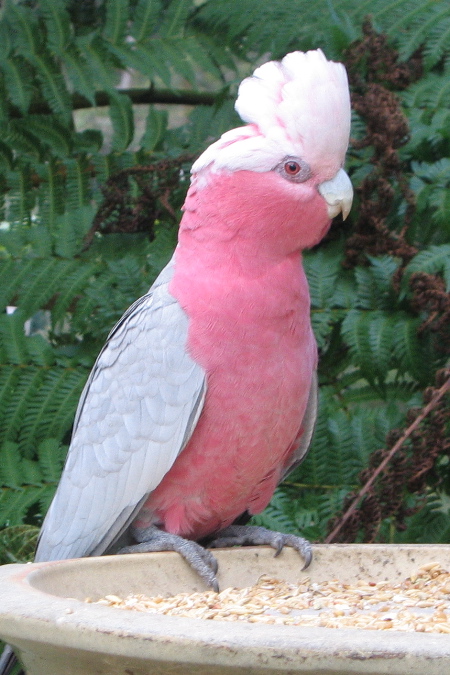 galah.jpg