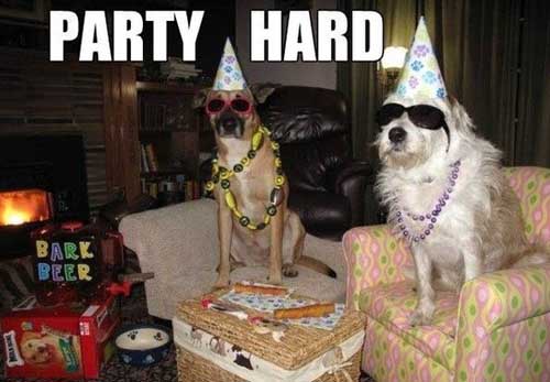dog-party.jpg