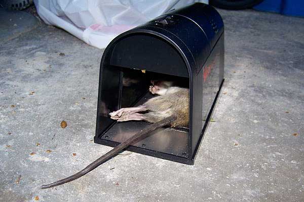 victor-electronic-rat-trap.jpg