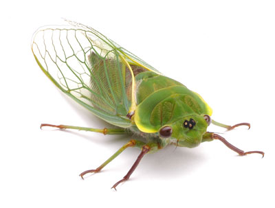 cicada-sam.jpg