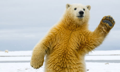 Polar-Bear-009.jpg