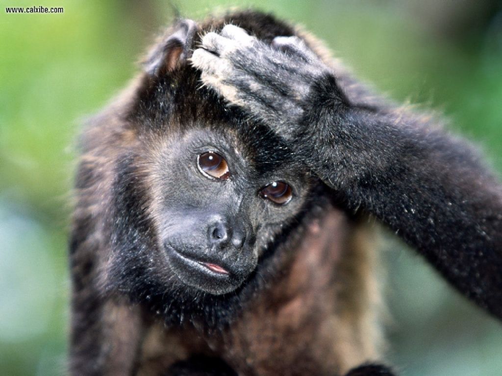 Im_So_Confused_Mantled_Howler_Monkey_1024x768.jpg