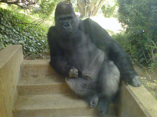 funny-gorilla-pose-monkey.jpg