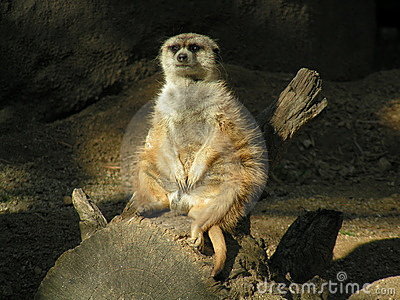 fat-sassy-meerkat-1052943.jpg