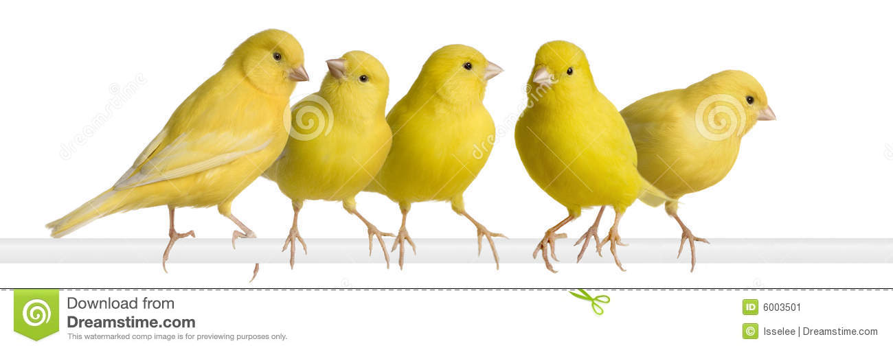 flock-yellow-canary-serinus-canaria-its-pe-6003501.jpg