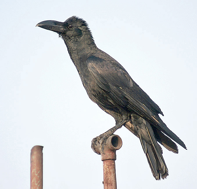 Large_billed_Crow_I_IMG_0965.jpg