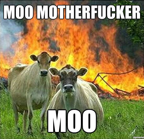 evil-cows-meme-moo.jpg