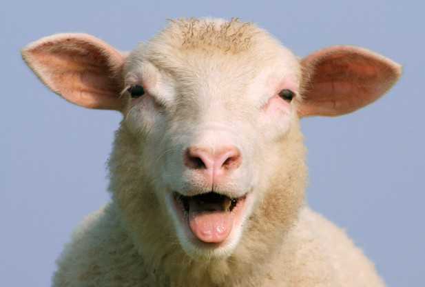 sheep-redorbit.jpg