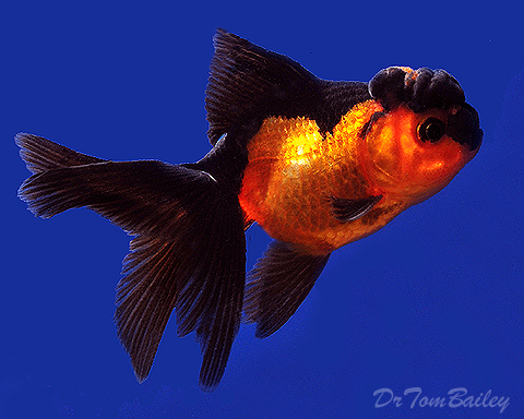 orange_and_black_oranda_110227a3_w0480.jpg