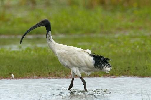 whiteibis2.jpg