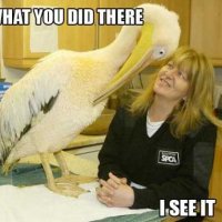 funny-pelican-see-evverything-picture.jpg