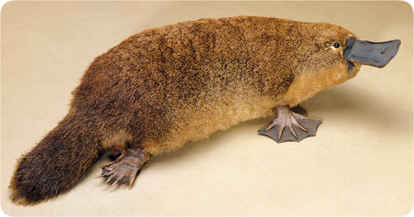 lifesciences-platypus.jpg