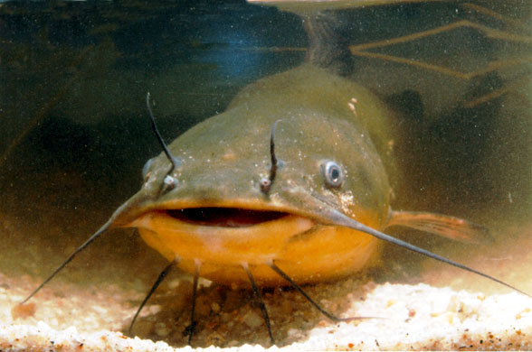 catfish.jpg