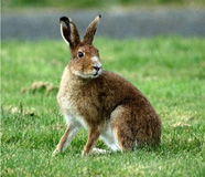 irish-hare.jpg