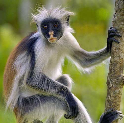 red-colobus-monkey.jpg