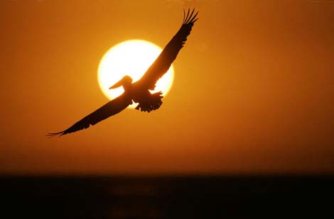 pelican-sun.jpg