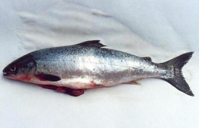 Atlantic-salmon-2.JPG
