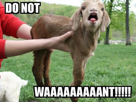 funny_goat_picture_21.jpg