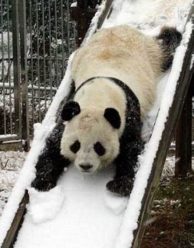 panda-on-slide.jpg