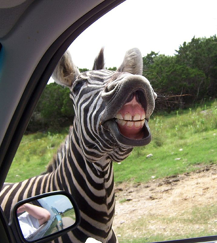 funny-zebra-showing-his-teeth.jpg